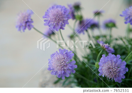 Matsumushisou 7652531