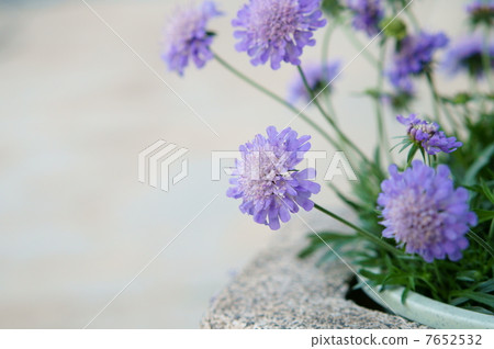 Matsumushisou 7652532