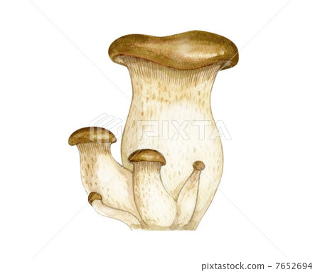 king oyster mushroom 7652694