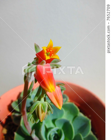 Ekebelia 7652709