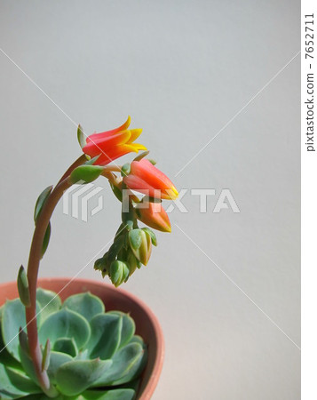 Ekebelia 7652711