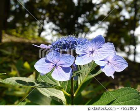 繡球花（繡球花） 7652800