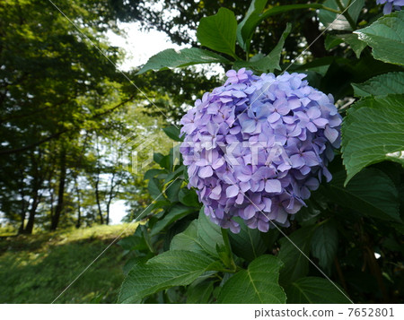 繡球花（繡球花） 7652801