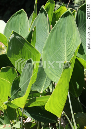 Mizukan'na Mizukan'na 7652985