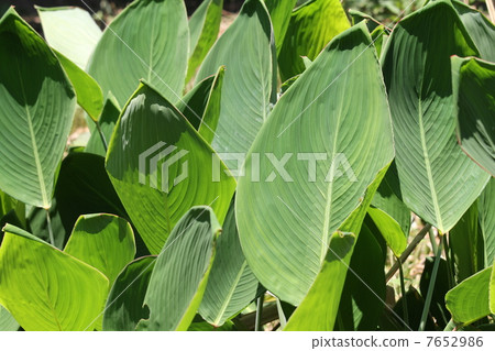 Mizukan'na Mizukan'na 7652986