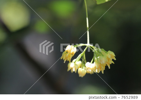 Boday flower 7652989