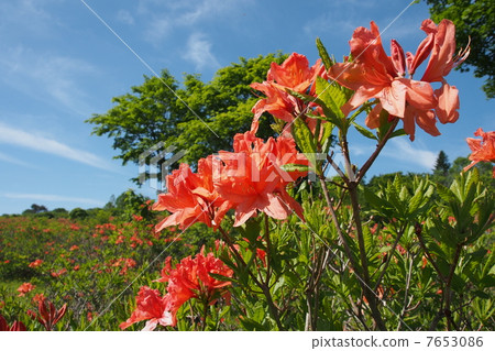 杜鵑花 7653086