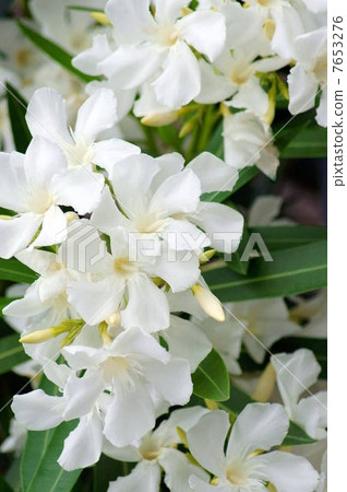 A cool cool alley 7653276