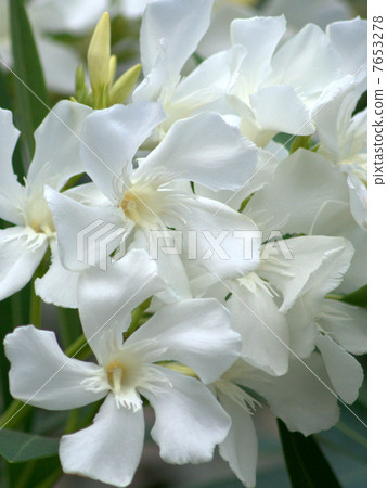 涼爽的小巷 7653278