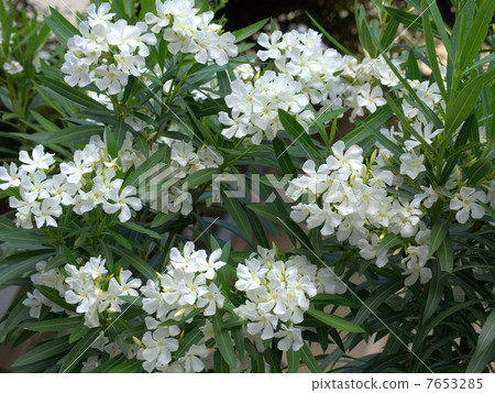 A cool cool alley 7653285