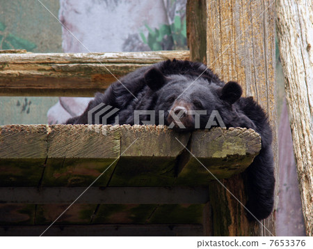 Asian black bears Asian black bears 7653376