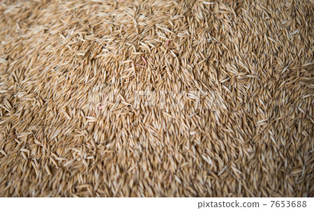 natural oat grains natural oat grains 7653688