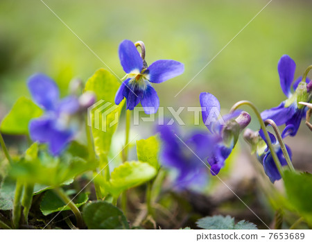 violets flowers violets flowers 7653689