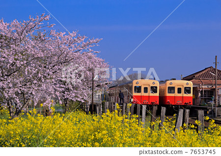 春天Kominato鐵路Bunashi站·線上下 7653745