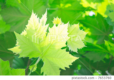 Fresh green maple Fresh green maple 7653760