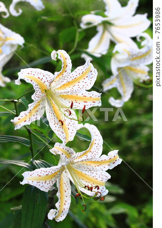  Wild lily 7653986