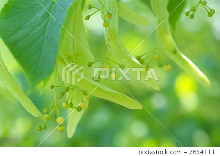 Kobanoshinoki 7654111