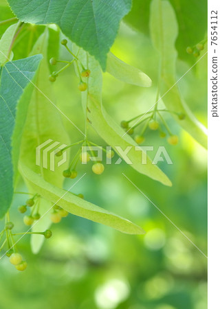 Kobanoshinoki 7654112