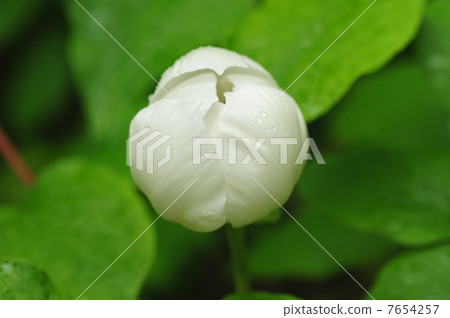 Yamazakiyaku 7654257