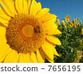 sunflower	 7656195