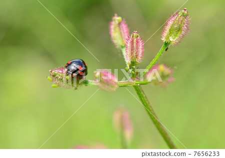 Insect 7656233