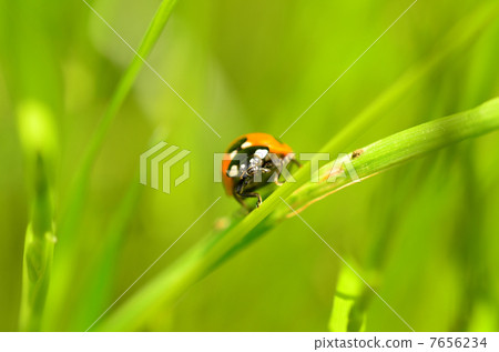 Ladybird Ladybird 7656234