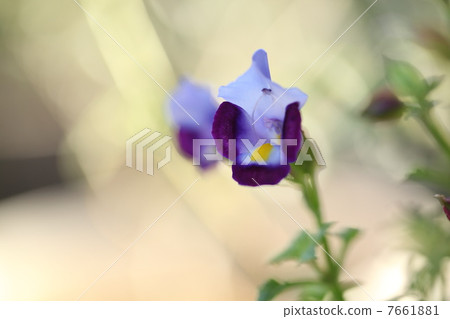 夏季紫羅蘭 夏季紫羅蘭 7661881