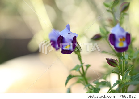 Summer violet 7661882