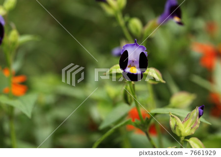 夏季紫羅蘭 7661929