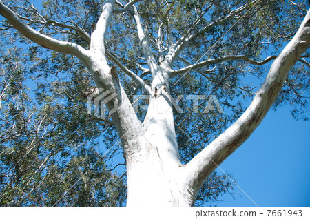 White eucalyptus tree 7661943