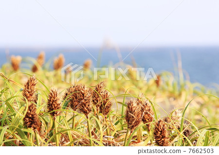 Kolbogium and the sea 7662503