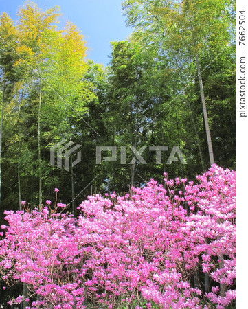 Bamboo forest blooms 7662504