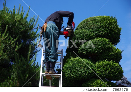 Cutting of hiba Planting work by craftworker Cutting of garden tree 7662576