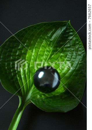 植物和球體 植物和球體 7662657