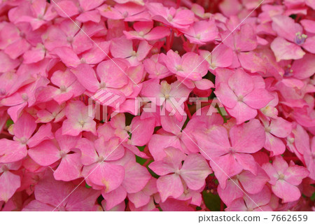 hydrangea hydrangea 7662659