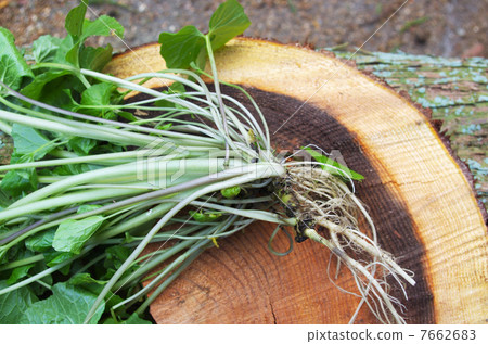 天然山oo出色的美味 7662683