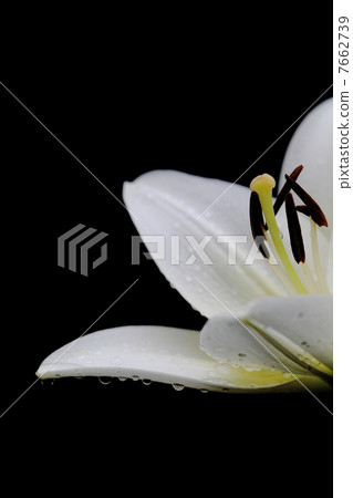 Lily-Up Waterdrop Lily-Up Waterdrop 7662739