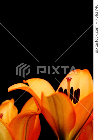 Lily yellow 7662740