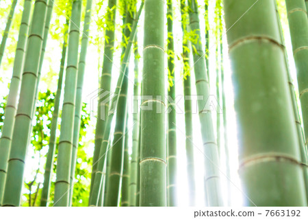 Bamboo grove of silence Bamboo grove of silence 7663192