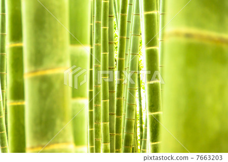 Bamboo grove of silence Bamboo grove of silence 7663203