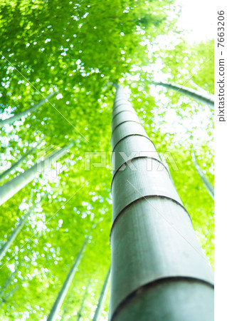 Bamboo grove of silence Bamboo grove of silence 7663206