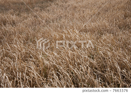 Withered Withered 7663376