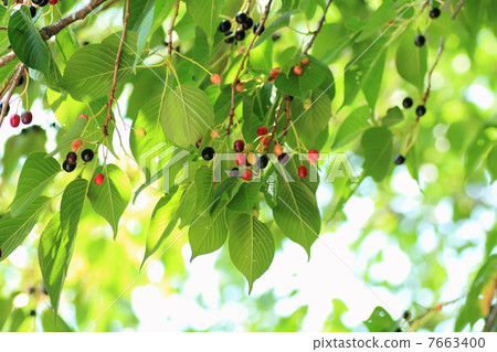 櫻花 櫻花 7663400