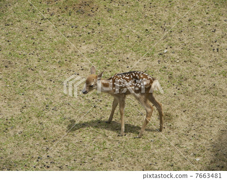 Nara Park Nara June 2013 Public public Bambi Legs Nara Park Nara June 2013 Public public Bambi Legs 7663481
