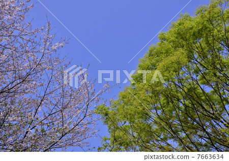 新鮮的綠色和櫻花 7663634