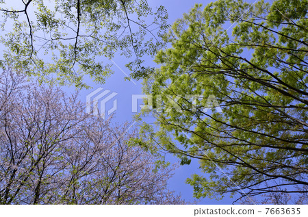 Fresh green and cherry blossoms Fresh green and cherry blossoms 7663635