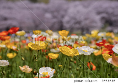 盛開的罌粟 7663636