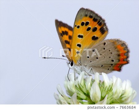 Lycaena phlaeas Lycaena phlaeas 7663684