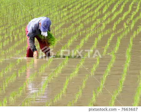 Rice planting Rice planting 7663687