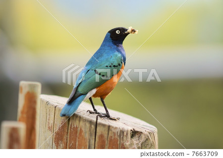 Feeding birds Feeding birds 7663709